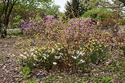 Neon Burst Dogwood (Cornus alba 'ByBoughen') at Sargent's Nursery
