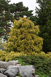 King's Gold Falsecypress (Chamaecyparis pisifera 'King's Gold') at Sargent's Nursery