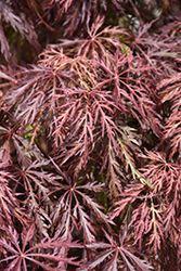 Velvet Viking Japanese Maple (Acer palmatum 'Monfrick') at Sargent's Nursery