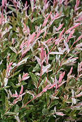 Tricolor Willow (Salix integra 'Hakuro Nishiki') at Sargent's Nursery