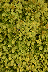 Golden Nugget Japanese Barberry (Berberis thunbergii 'Golden Nugget') at Sargent's Nursery