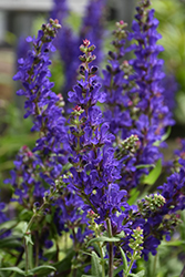Dark Matter Meadow Sage (Salvia nemorosa 'Dark Matter') at Sargent's Nursery