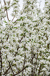 Spring Snow Flowering Crab (Malus 'Spring Snow') at Sargent's Nursery