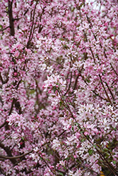 Pink Spires Flowering Crab (Malus 'Pink Spires') at Sargent's Nursery