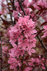 Show Time Flowering Crab (Malus 'Shotizam') at Sargent's Nursery