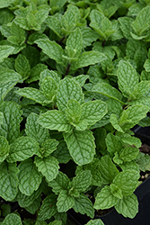 Mojito Mint (Mentha x villosa 'Mojito') at Sargent's Nursery