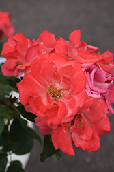 Coral Cove Rose (Rosa 'Coral Cove') at Sargent's Nursery