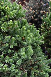 North Star Spruce (Picea glauca 'North Star') at Sargent's Nursery