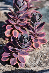 Sunsparkler Dazzling Dynamite Stonecrop (Sedum 'Dazzling Dynamite') at Sargent's Nursery