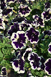 SureShot Blueberries & Cream Petunia (Petunia 'Balsursbeam') at Sargent's Nursery