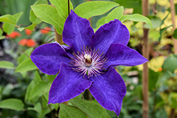 The President Clematis (Clematis 'The President') at Sargent's Nursery