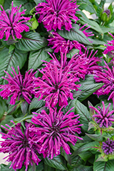 Rockin' Raspberry Beebalm (Monarda 'Rockin' Raspberry') at Sargent's Nursery