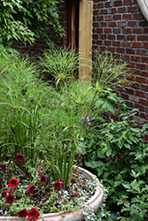 Prince Tut Egyptian Papyrus (Cyperus 'Prince Tut') at Sargent's Nursery