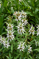 Spotted Beebalm (Monarda punctata) at Sargent's Nursery
