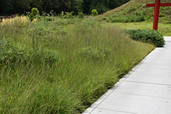 Sideoats Grama (Bouteloua curtipendula) at Sargent's Nursery