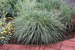 Standing Ovation Bluestem (Schizachyrium scoparium 'Standing Ovation') at Sargent's Nursery