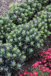 Conga Line Stonecrop (Sedum telephium 'Conga Line') at Sargent's Nursery