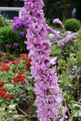 Delgenius Chantay Larkspur (Delphinium 'Chantay') at Sargent's Nursery