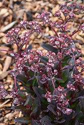 Conga Line Stonecrop (Sedum telephium 'Conga Line') at Sargent's Nursery