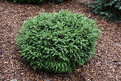 Pumila Norway Spruce (Picea abies 'Pumila') at Sargent's Nursery