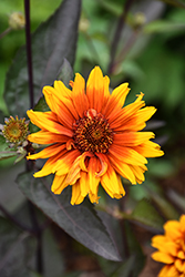 Summer Eclipse False Sunflower (Heliopsis helianthoides 'Summer Eclipse') at Sargent's Nursery