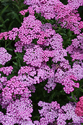New Vintage Violet Yarrow (Achillea millefolium 'Balvinolet') at Sargent's Nursery