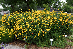 Burning Hearts False Sunflower (Heliopsis helianthoides 'Burning Hearts') at Sargent's Nursery