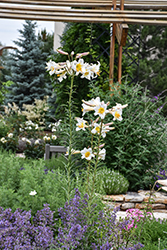 Regal Lily (Lilium regale) at Sargent's Nursery