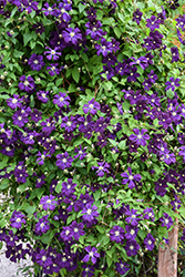 Jackmanii Superba Clematis (Clematis 'Jackmanii Superba') at Sargent's Nursery