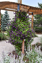 Jackmanii Superba Clematis (Clematis 'Jackmanii Superba') at Sargent's Nursery