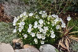 Rapido White Bellflower (Campanula carpatica 'Rapido White') at Sargent's Nursery