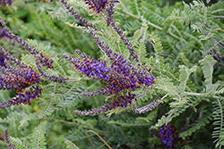 Wild Indigo Bush (Amorpha canescens) at Sargent's Nursery