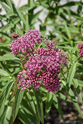 Swamp Milkweed (Asclepias incarnata) at Sargent's Nursery