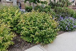Bush Honeysuckle (Diervilla lonicera) at Sargent's Nursery
