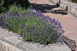 Munstead Lavender (Lavandula angustifolia 'Munstead') at Sargent's Nursery
