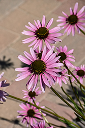 Tennessee Coneflower (Echinacea tennesseensis) at Sargent's Nursery