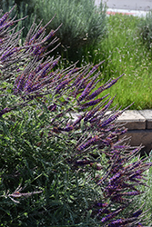 Wild Indigo Bush (Amorpha canescens) at Sargent's Nursery