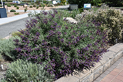 Wild Indigo Bush (Amorpha canescens) at Sargent's Nursery