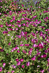 Buffalo Poppy (Callirhoe involucrata) at Sargent's Nursery