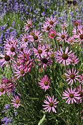 Tennessee Coneflower (Echinacea tennesseensis) at Sargent's Nursery