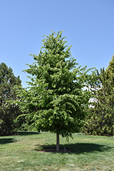 Common Hackberry (Celtis occidentalis) at Sargent's Nursery