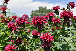 Fireball Beebalm (Monarda didyma 'Fireball') at Sargent's Nursery
