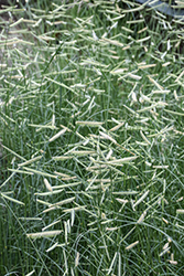 Blonde Ambition Blue Grama Grass (Bouteloua gracilis 'Blonde Ambition') at Sargent's Nursery