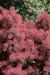 Royal Purple Smokebush (Cotinus coggygria 'Royal Purple') at Sargent's Nursery