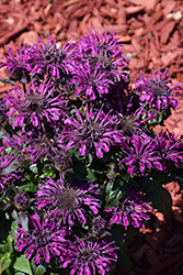 Rockin' Raspberry Beebalm (Monarda 'Rockin' Raspberry') at Sargent's Nursery