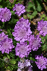 Flutter Rose Pink Pincushion Flower (Scabiosa columbaria 'Balfluttropi') at Sargent's Nursery