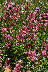 Bejeweled Pink Pearls Beard Tongue (Penstemon barbatus 'Pink Pearls') at Sargent's Nursery