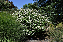 Fire And Ice Hydrangea (Hydrangea paniculata 'Wim's Red') at Sargent's Nursery