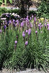 Kobold Blazing Star (Liatris spicata 'Kobold') at Sargent's Nursery