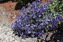 Sapphire Indigo Clematis (Clematis 'Sapphire Indigo') at Sargent's Nursery